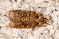 Agonopterix