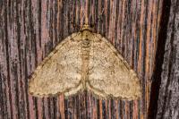 Epirrita