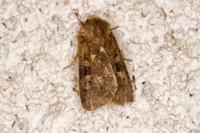 Xestia xanthographa
