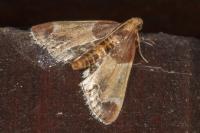 Pyralis farinalis