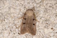 Eugnorisma glareosa