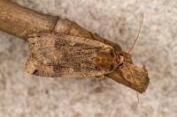 Noctua pronuba