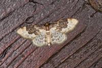 Idaea rusticata