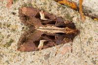 Trigonophora flammea