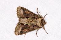 Allophyes oxyacanthae