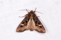 Trigonophora flammea