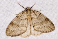 Epirrita