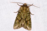 Dryobotodes eremita