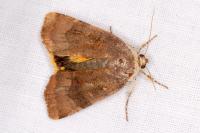 Noctua janthe/janthina
