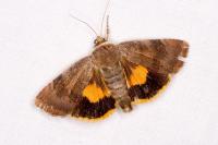 Noctua janthe/janthina