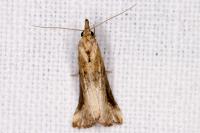 Schrankia costaestrigalis