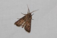 Agrotis segetum