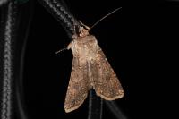 Agrotis segetum