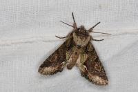Allophyes oxyacanthae
