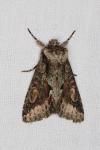 Allophyes oxyacanthae
