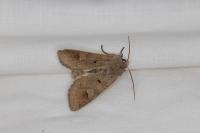 Ammoconia caecimacula