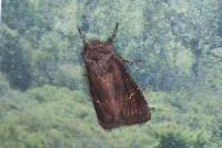 Aporophyla nigra