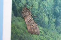 Aporophyla nigra