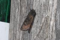 Aporophyla nigra