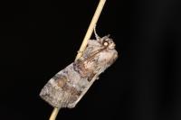 Cymatophorina diluta