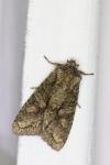 Dryobotodes eremita
