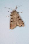 Eugnorisma glareosa