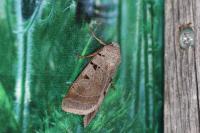 Eugnorisma glareosa