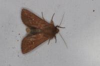 Mythimna albipuncta