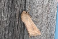 Mythimna albipuncta