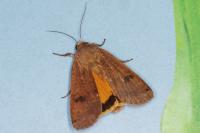 Noctua pronuba