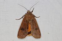 Noctua pronuba