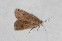 Noctua pronuba