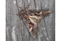 Trigonophora flammea