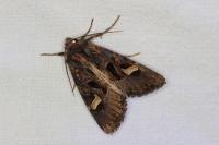 Trigonophora flammea