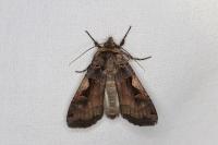 Xestia c-nigrum