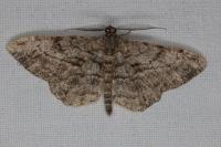 Peribatodes rhomboidaria