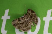 Peribatodes rhomboidaria