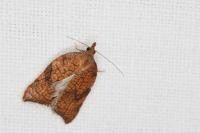 Acleris rhombana