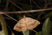 Camptogramma bilineata