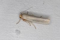 Eilema caniola