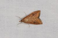 Udea ferrugalis