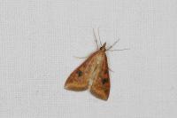 Udea ferrugalis