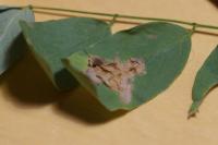 Parectopa robiniella