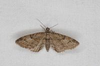 Eupithecia pusillata