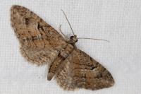 Eupithecia pusillata