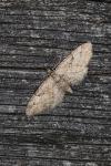 Eupithecia pusillata