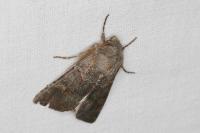 Aporophyla lueneburgensis