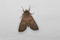 Peridroma saucia