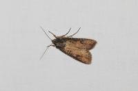 Peridroma saucia