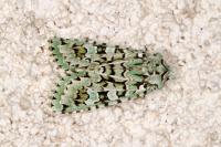 Griposia aprilina